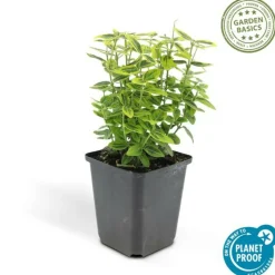 LA GREEN TOUCH - Fusain de fortune 'emerald 'n gold' x60 – entre 3,75 et 5m2