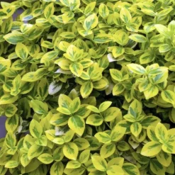 LA GREEN TOUCH - Fusain de fortune 'emerald 'n gold' x60 – entre 3,75 et 5m2