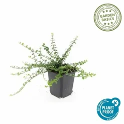 LA GREEN TOUCH - Fusain de fortune 'minimus' x12 – entre 0,75 et 1m2