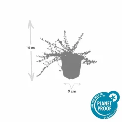 LA GREEN TOUCH - Fusain de fortune 'minimus' x12 – entre 0,75 et 1m2