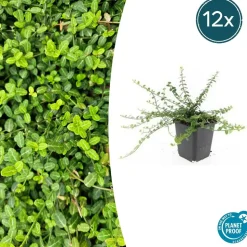 LA GREEN TOUCH - Fusain de fortune 'minimus' x12 – entre 0,75 et 1m2