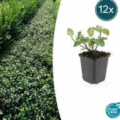 LA GREEN TOUCH - Fusain de fortune 'dart's blanket' x12 – entre 0,75 et 1m2
