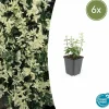 LA GREEN TOUCH - Fusain de fortune 'harlequin' x6 – entre 0,38 et 0,5m2