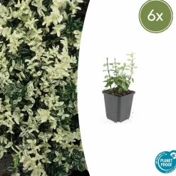 LA GREEN TOUCH - Fusain de fortune 'harlequin' x6 – entre 0,38 et 0,5m2