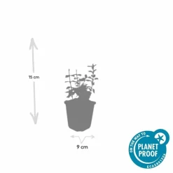 LA GREEN TOUCH - Fusain de fortune 'harlequin' x6 – entre 0,38 et 0,5m2