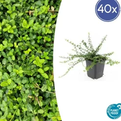LA GREEN TOUCH - Fusain de fortune 'minimus' x40 – entre 2,5 et 3,33m2