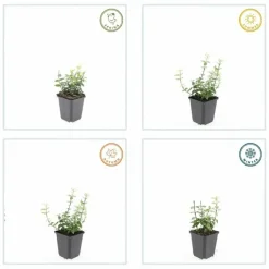 LA GREEN TOUCH - Fusain de fortune 'harlequin' x40 – entre 2,5 et 3,33m2