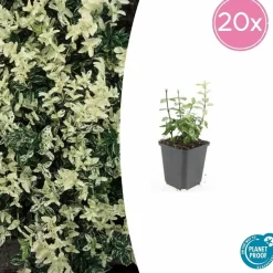 LA GREEN TOUCH - Fusain de fortune 'harlequin' x40 – entre 2,5 et 3,33m2
