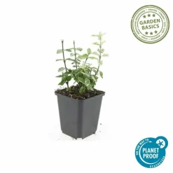 LA GREEN TOUCH - Fusain de fortune 'harlequin' x20 – entre 1,25 et 1,67m2