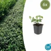 LA GREEN TOUCH - Fusain de fortune 'dart's blanket' x6 – entre 0,38 et 0,5m2