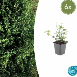 LA GREEN TOUCH - Fusain de fortune 'coloratus' x6 – entre 0,38 et 0,5m2