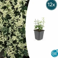 LA GREEN TOUCH - Fusain de fortune 'harlequin' x12 – entre 0,75 et 1m2