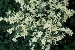 LA GREEN TOUCH - Fusain de fortune 'harlequin' x12 – entre 0,75 et 1m2