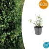 LA GREEN TOUCH - Fusain de fortune 'coloratus' x60 – entre 3,75 et 5m2
