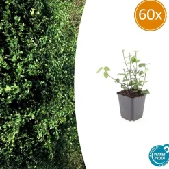 LA GREEN TOUCH - Fusain de fortune 'coloratus' x60 – entre 3,75 et 5m2