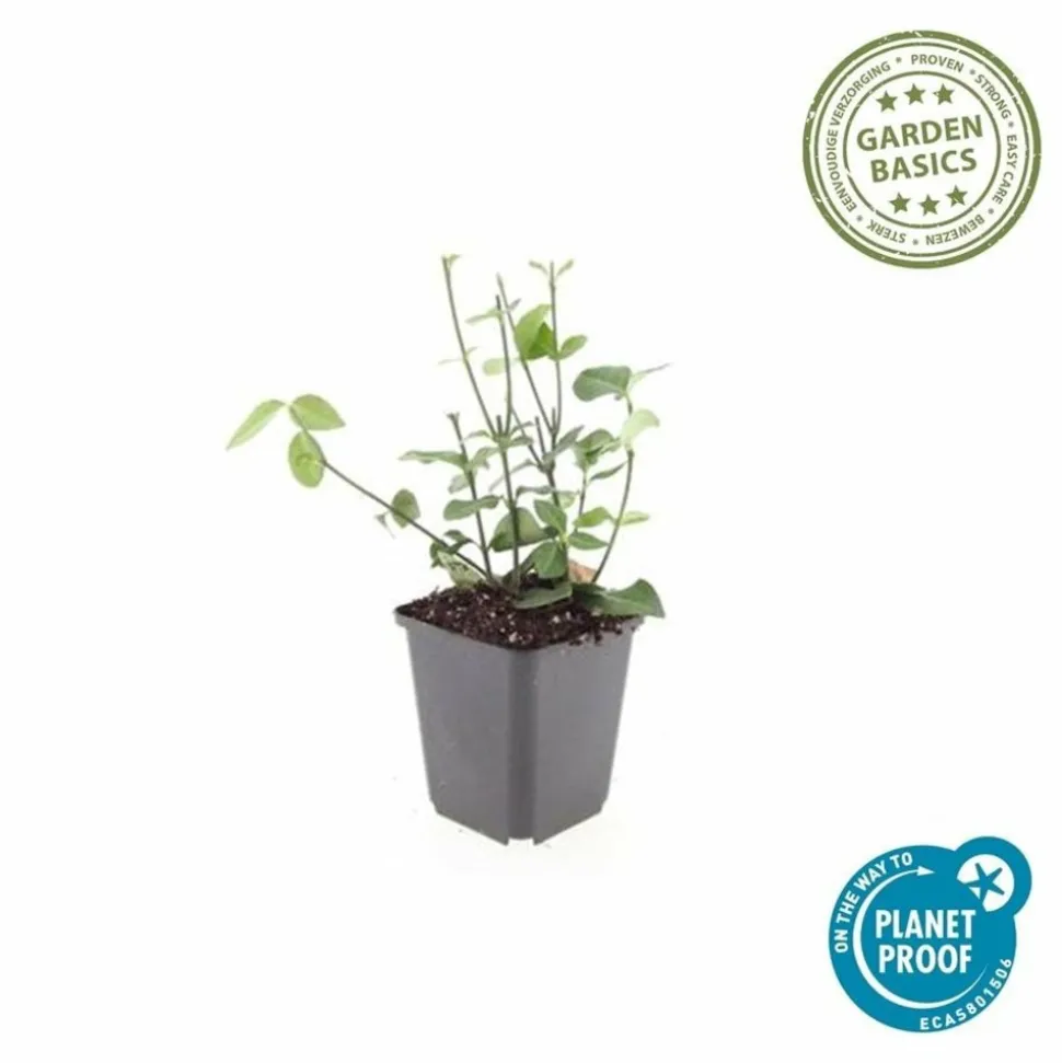 LA GREEN TOUCH - Fusain de fortune 'coloratus' x60 – entre 3,75 et 5m2