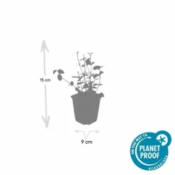 LA GREEN TOUCH - Fusain de fortune 'coloratus' x60 – entre 3,75 et 5m2