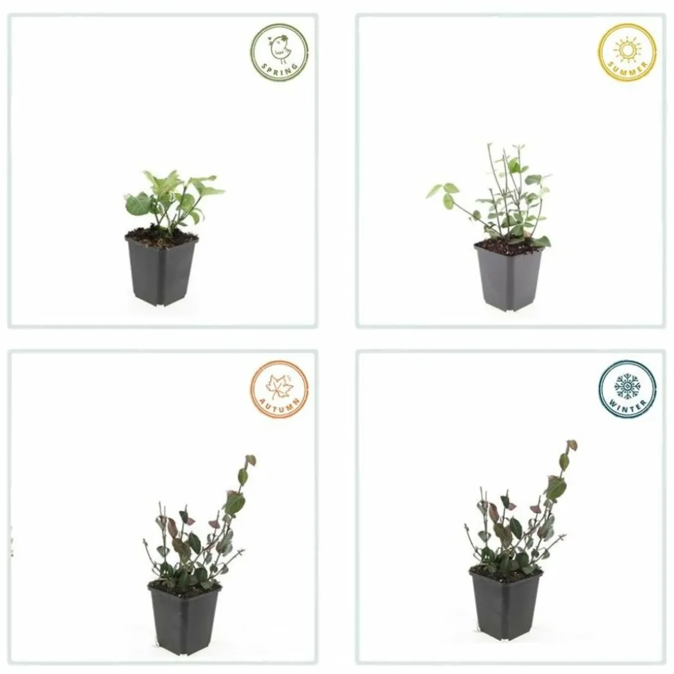 LA GREEN TOUCH - Fusain de fortune 'coloratus' x60 – entre 3,75 et 5m2