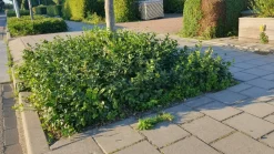 LA GREEN TOUCH - Fusain de fortune 'coloratus' x60 – entre 3,75 et 5m2