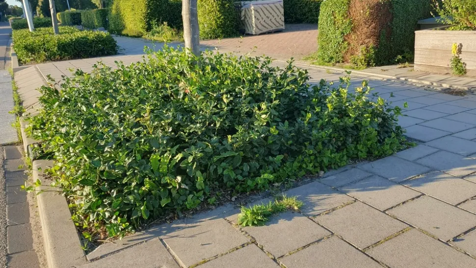 LA GREEN TOUCH - Fusain de fortune 'coloratus' x60 – entre 3,75 et 5m2