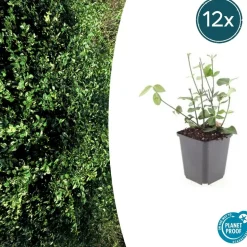 LA GREEN TOUCH - Fusain de fortune 'coloratus' x60 – entre 3,75 et 5m2