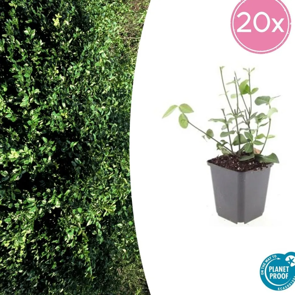 LA GREEN TOUCH - Fusain de fortune 'coloratus' x60 – entre 3,75 et 5m2