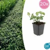 LA GREEN TOUCH - Fusain de fortune 'dart's blanket' x20 – entre 1,25 et 1,67m2