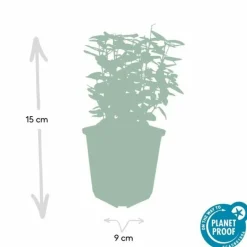 LA GREEN TOUCH - Fusain de fortune 'emerald 'n gold' x6 – entre 0,38 et 0,5m2
