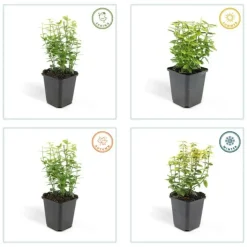 LA GREEN TOUCH - Fusain de fortune 'emerald 'n gold' x6 – entre 0,38 et 0,5m2