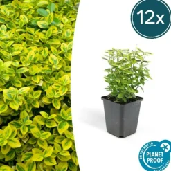 LA GREEN TOUCH - Fusain de fortune 'emerald 'n gold' x6 – entre 0,38 et 0,5m2