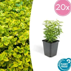 LA GREEN TOUCH - Fusain de fortune 'emerald 'n gold' x12 – entre 0,75 et 1m2