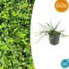 LA GREEN TOUCH - Fusain de fortune 'minimus' x60 – entre 3,75 et 5m2