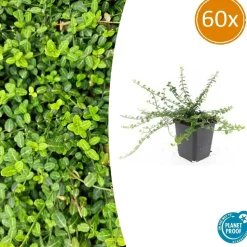 LA GREEN TOUCH - Fusain de fortune 'minimus' x60 – entre 3,75 et 5m2