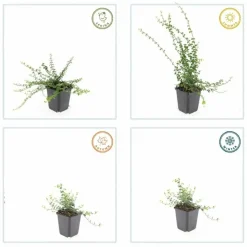 LA GREEN TOUCH - Fusain de fortune 'minimus' x60 – entre 3,75 et 5m2