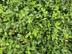 LA GREEN TOUCH - Fusain de fortune 'minimus' x60 – entre 3,75 et 5m2