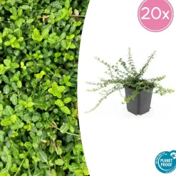 LA GREEN TOUCH - Fusain de fortune 'minimus' x60 – entre 3,75 et 5m2