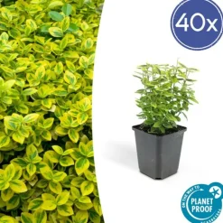 LA GREEN TOUCH - Fusain de fortune 'emerald 'n gold' x40 – entre 2,5 et 3,33m2