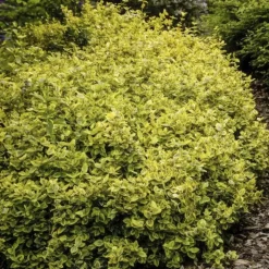 LA GREEN TOUCH - Fusain de fortune 'emerald 'n gold' x40 – entre 2,5 et 3,33m2