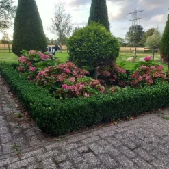 LA GREEN TOUCH - Fusain du japon 'green spire' x20 – entre 1,25 et 1,67m2