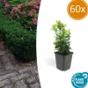 LA GREEN TOUCH - Fusain du japon 'green spire' x60 – entre 3,75 et 5m2
