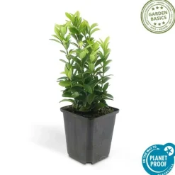 LA GREEN TOUCH - Fusain du japon 'green spire' x40 – entre 2,5 et 3,33m2