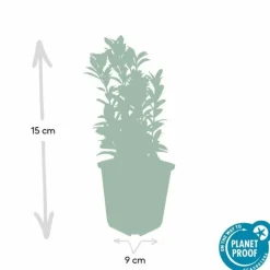 LA GREEN TOUCH - Fusain du japon 'green spire' x40 – entre 2,5 et 3,33m2