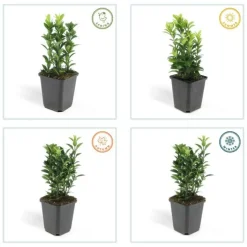 LA GREEN TOUCH - Fusain du japon 'green spire' x40 – entre 2,5 et 3,33m2