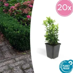 LA GREEN TOUCH - Fusain du japon 'green spire' x40 – entre 2,5 et 3,33m2