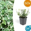 LA GREEN TOUCH - Fusain 'emerald 'n gaiety' x60 – entre 3,75 et 5m2