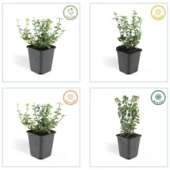LA GREEN TOUCH - Fusain 'emerald 'n gaiety' x60 – entre 3,75 et 5m2