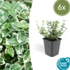 LA GREEN TOUCH - Fusain 'emerald 'n gaiety' x6 – entre 0,38 et 0,5m2