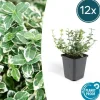 LA GREEN TOUCH - Fusain 'emerald 'n gaiety' x12 – entre 0,75 et 1m2