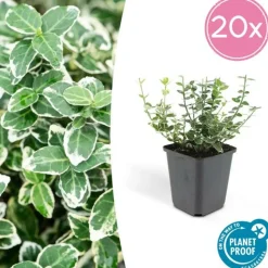 LA GREEN TOUCH - Fusain 'emerald 'n gaiety' x12 – entre 0,75 et 1m2
