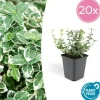 LA GREEN TOUCH - Fusain 'emerald 'n gaiety' x20 – entre 1,25 et 1,67m2